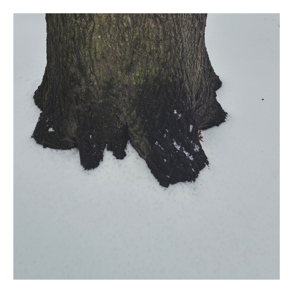 a tree trunk juts out from an expanse of white snow
