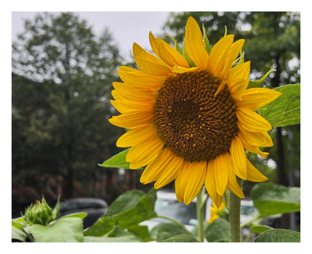 a sunflower with large yellow petals emerges high above the green leaves of other plants