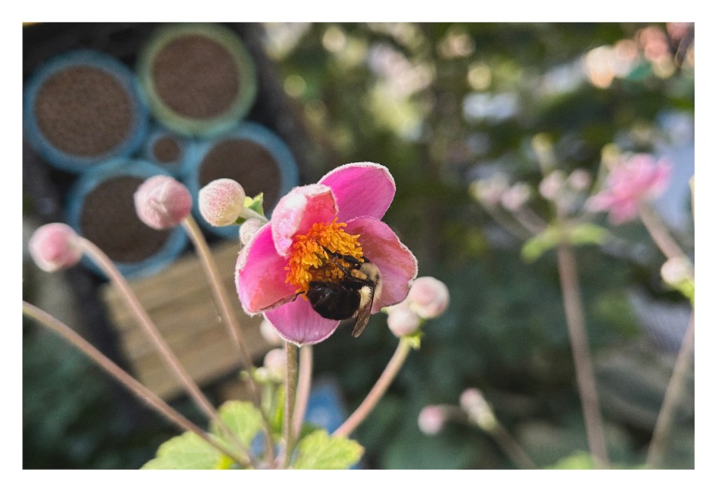 a bumblebee scours pollen from a bright pink flower; unopened soft buds on thin stems are blurrily visible in the background