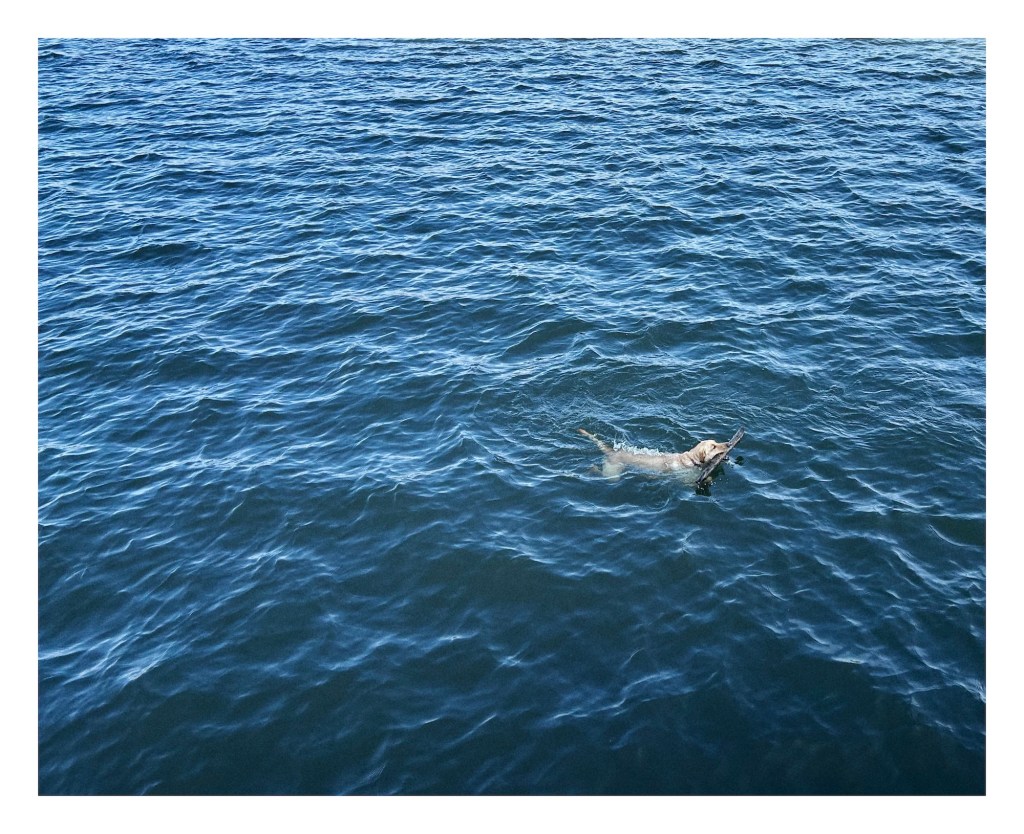 a dog swims in a river to fetch a stick