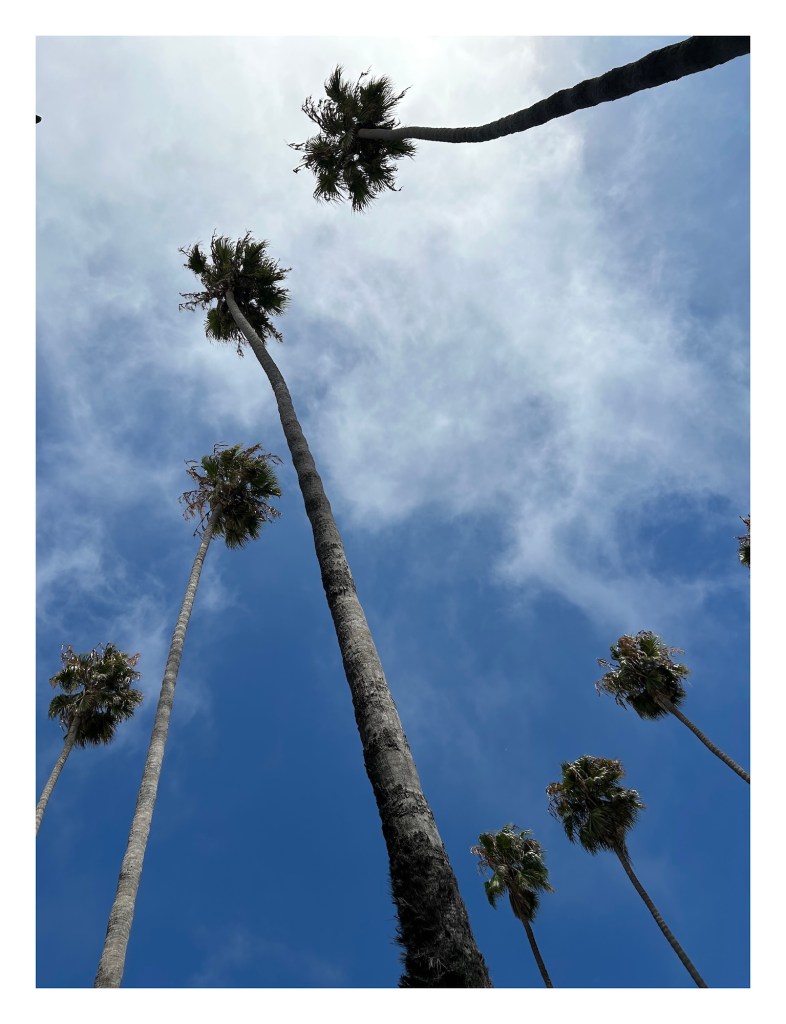 view upwards from the base of several palm trees again a bright blue sky