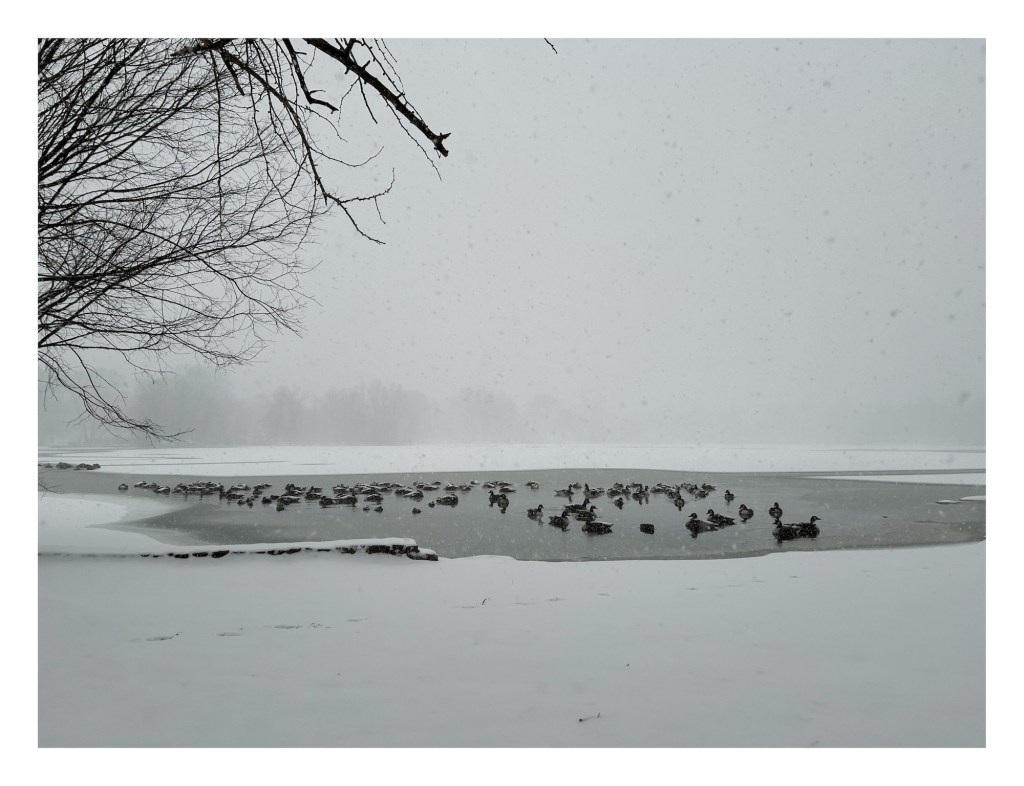ducks sit in a mostly-frozen pond surrounded by white snow-covered shores under an overcast sky