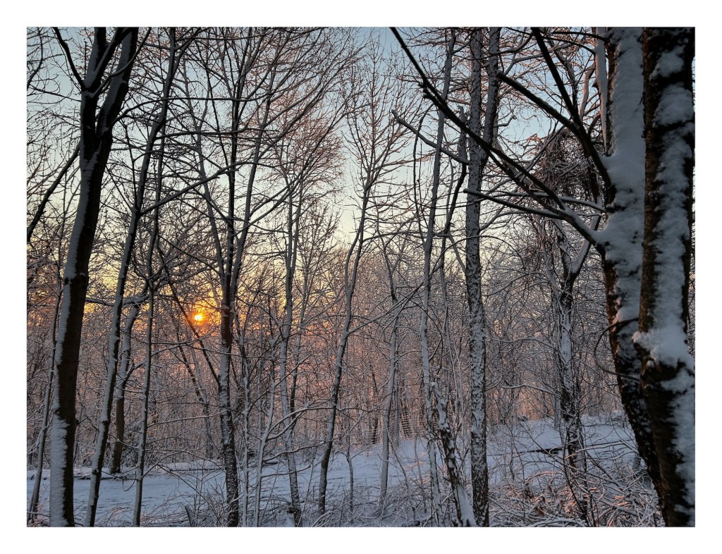 sunrise seen through a snowy forest