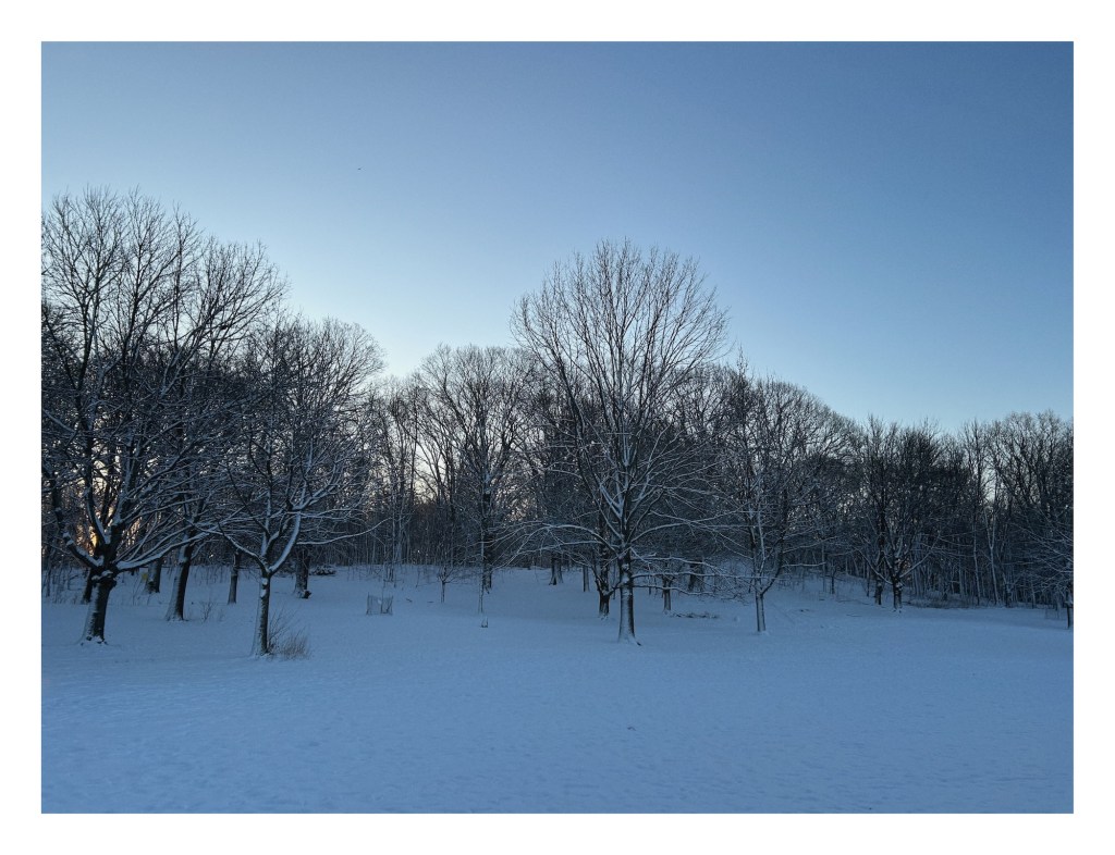 snow-covered field receding into bare forest